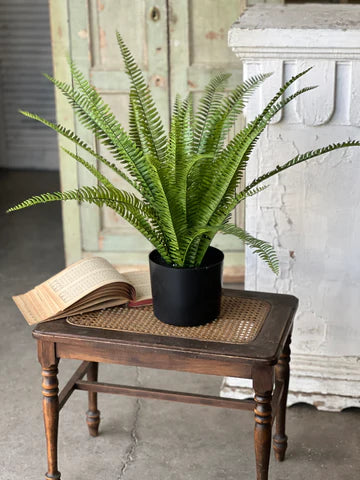 Kimberly Stand Up Fern