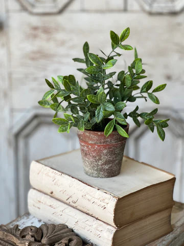 Potted Fair Morning Herb