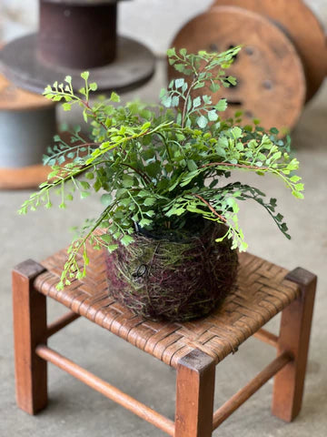 Nested Maiden Hair Fern