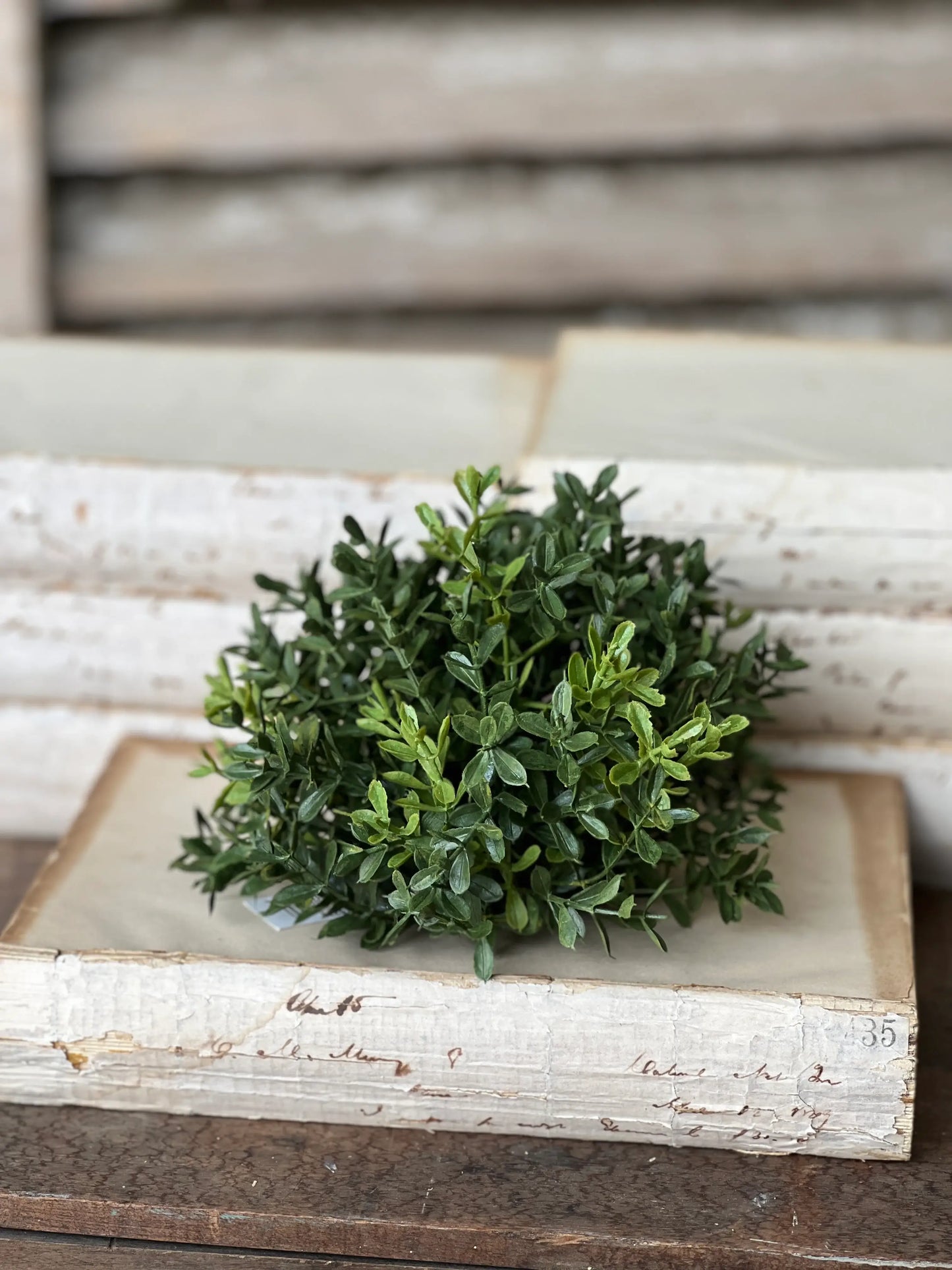 Vintage Bee Design - New England Boxwood Half Sphere | 7" | Everyday Greenery