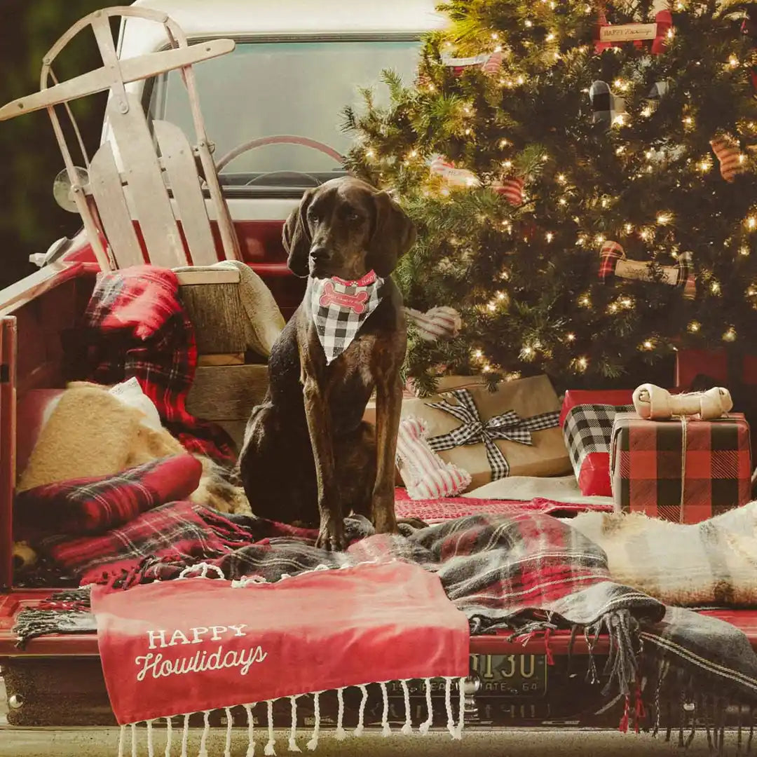 Feliz Naughty Dog Bandanna Set
