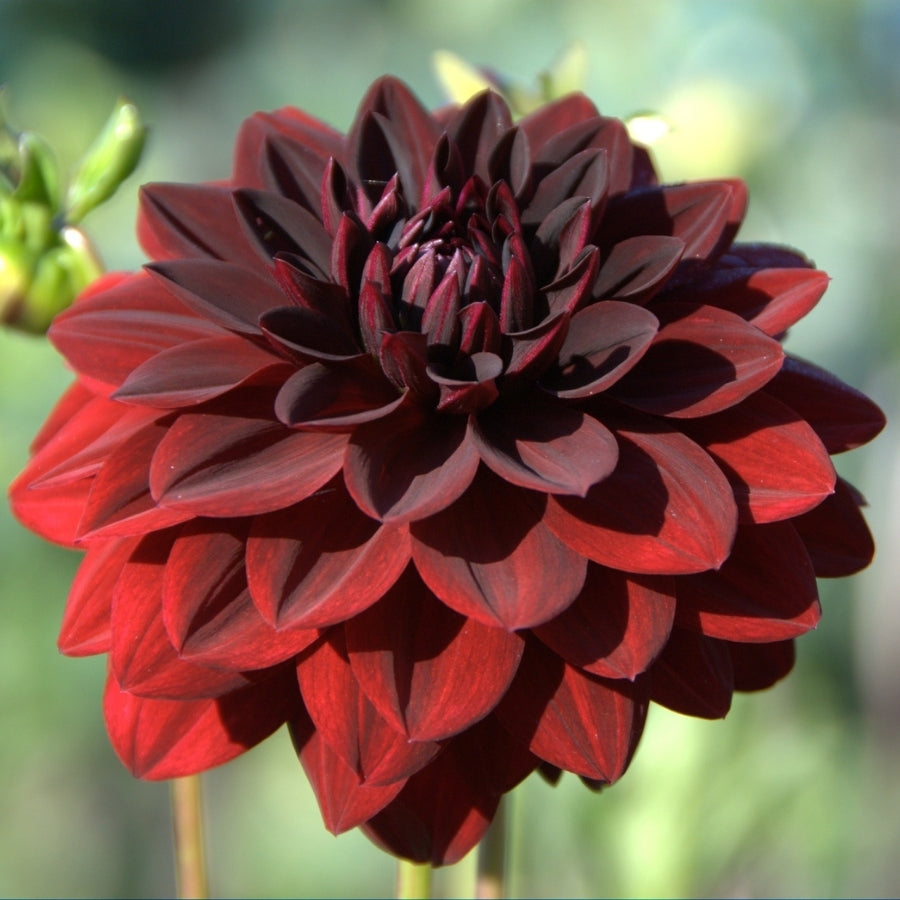 Dahlia Flower 14oz Jar Candle