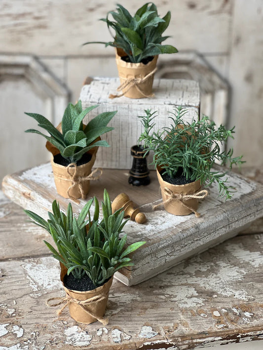Paper Pot Herb | 6" |