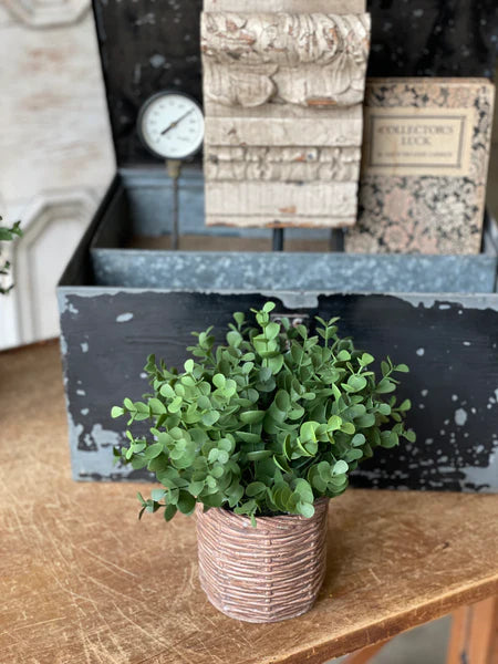 Eucalyptus Pot