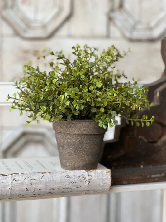 Baby's Grass Potted