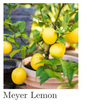 1803 Meyer Lemon Melt